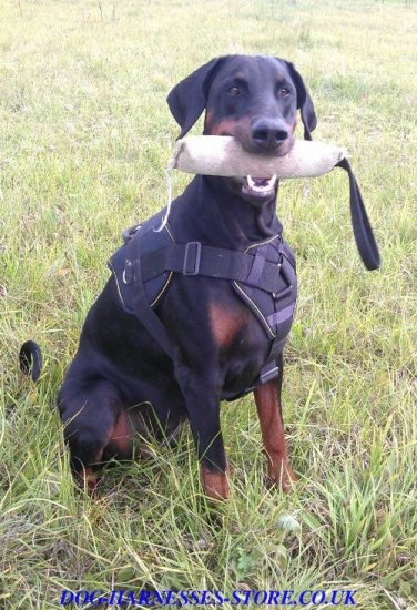 Training Harness for Doberman, K9 Chest Plate