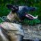 Belgian Malinois Collar Decorated with Cones & Antique Plates