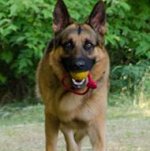 Rubber Dog Ball on Rope for German Shepherd Training
