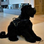 Bestseller! Schnauzer Dog Harness of Nylon, Multi-Purpose_1
