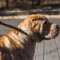 Dog Collar for Shar-Pei Safe Behavior Control and Correction