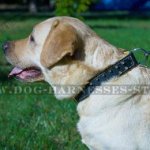 Padded Leather Dog Collar with Brass Barbs for Labradors