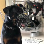 Basket Dog Muzzle Covered by Black Rubber, UK_16