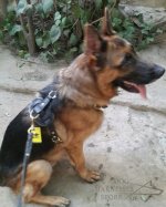 Bestseller! Dog Harness Tracking UK, Leather Outfit for Walks_2
