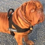 Dogue de Bordeaux Harness of Nylon for Multipurpose Use