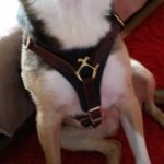 Stylish Leather Dog Harness for Mixed Breed Dogs