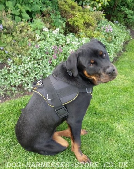 Bestseller! Rottweiler Harness of Nylon with Padded Chest Plate - Click Image to Close