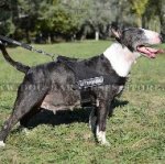 Bestseller! English Bull Terrier Harness for Training, Walking