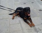 Bestseller! Functional Leather Dog Lead 3/4 Inch_2
