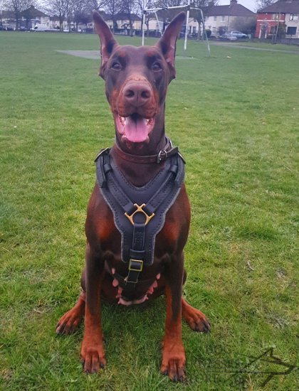 Bestseller! Harness for Doberman of Leather and Brass Hardware