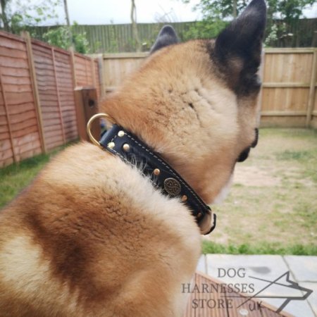 Bestseller! Royal Dog Collar UK of Black Leather, Nappa Padded