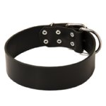 Leather Dog Collar without Excessive Details - 2 inches Wide