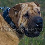 Collar for Shar-Pei, Leather with Semi-Antique Plates and Cones