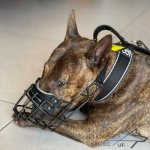 Basket Dog Muzzle Covered by Black Rubber, UK_18