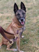 Bestseller! Functional Leather Dog Lead 3/4 Inch_4