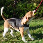 Make Your Beagle Training Fun with New Solid Rubber Ball on Rope