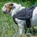 Bestseller! Bulldog Harness UK for Daily Activities and Sport