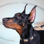 Unique Dog Collar of 1.5" Leather with Large Nickel Plates
