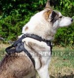 Protection Dog Harness for West Siberian Laika Safety