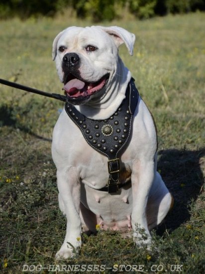 American Bulldog Harness Royal Studded and Nappa Padded