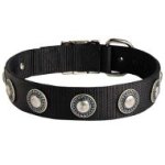 Designer Dog Collar with Silver Conchos, Wide Nylon Strap