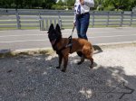 Tervuren Harness of Nylon with Patches for Sport, Training, Work_2