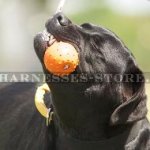 Labrador Dog Toy, Unsinkable Solid Rubber Ball on Rope for Water