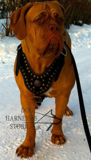 Bestseller! Dogue de Bordeaux Designer Studded Leather Harness - Click Image to Close