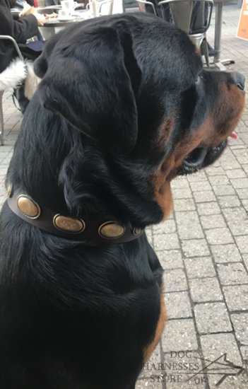Leather Dog Collar in Retro Style with Oval Brass Plates