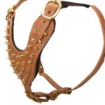 Leather Dog Harness for Walking with Golden Brass Spikes