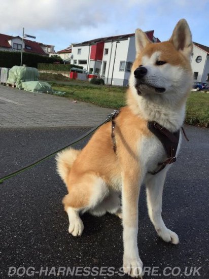 Akita Inu Harness of Strong Leather with Felt Padded Chest Plate