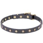 Leather Dog Collar of Narrow Width Studded with Brass Stars