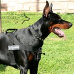 Easy Walk Harness for Doberman Training, Made of Nylon