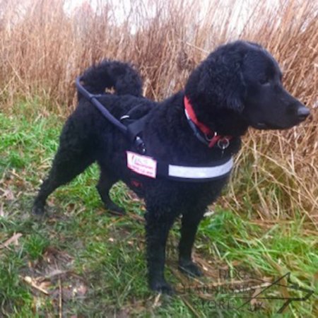 Bestseller! Guide Harness with ID Patches for Assistant Dogs UK