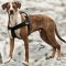 Dog Harness UK, Louisiana Catahoula Leopard Dog!