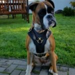 Padded Dog Harness for Boxer Agitation Training