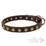 Leather Dog Collar of Narrow Width with Row of Round Brass Studs