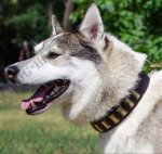 Large Leather Collar for West Siberian Laika with Brass Plates