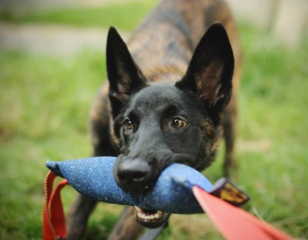 Belgian Tervuren Training Bite Tug of French Linen with Handles