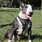 Leather Chest Harness for Bull Terrier, Functional, Soft Padded