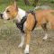 Amstaff Harness of Natural Leather with Stylish Spikes on Chest