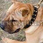 Shar-Pei Collar of Nappa Lined Wide Leather with Brass Spikes