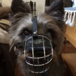 Cairn Terrier Muzzle of Wire, Universal Model for Daily Use