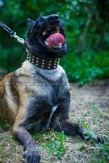 Belgian Malinois Collar Extra Wide with Five Rows of Pyramids