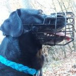 Labrador Basket Muzzle Rubber Covered for Winter and Summer