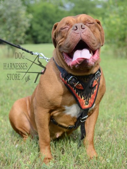 Designer Dog Harness for Dogue de Bordeaux with Flames Pattern