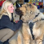 Dog Harness Sport and Training Made of Nylon, Bestseller in UK!_2