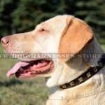 Dog Collar with Studs of Square Shape, 1" Wide for Labs