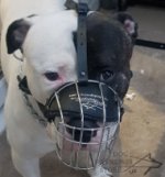 American Bulldog Muzzle for Walking and Training