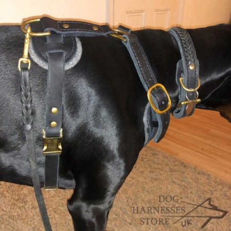 Bestseller! Harness for Doberman of Leather and Brass Hardware